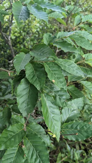 台灣山毛櫸